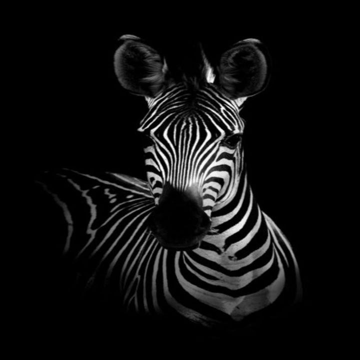 Lisslune | Nature Wild Animals Africa Wildlife Black White - Canvas Wall Art Painting