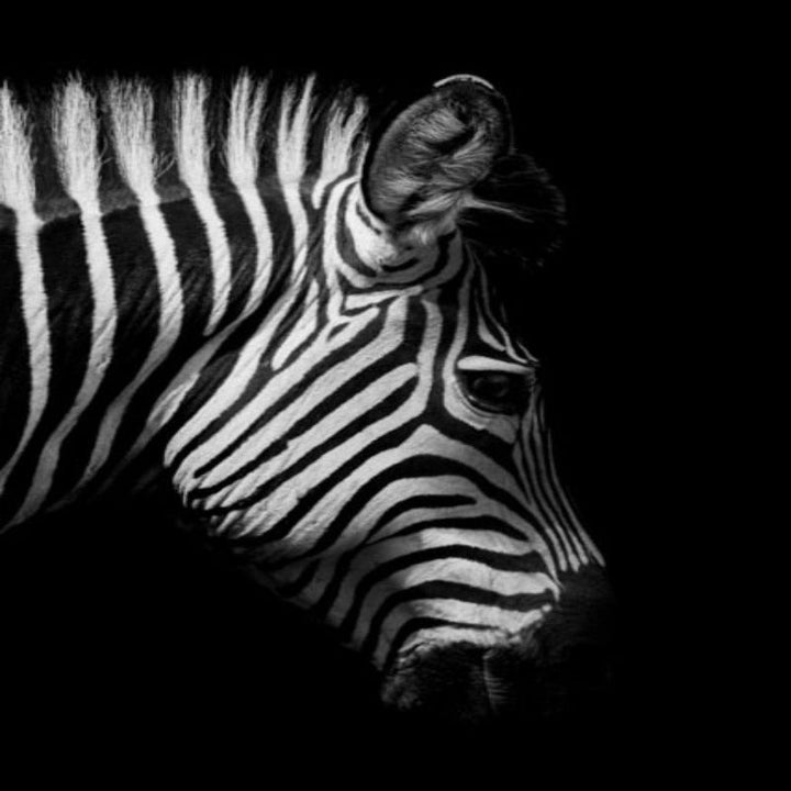 Lisslune | Nature Wild Animals Africa Wildlife Black White - Canvas Wall Art Painting