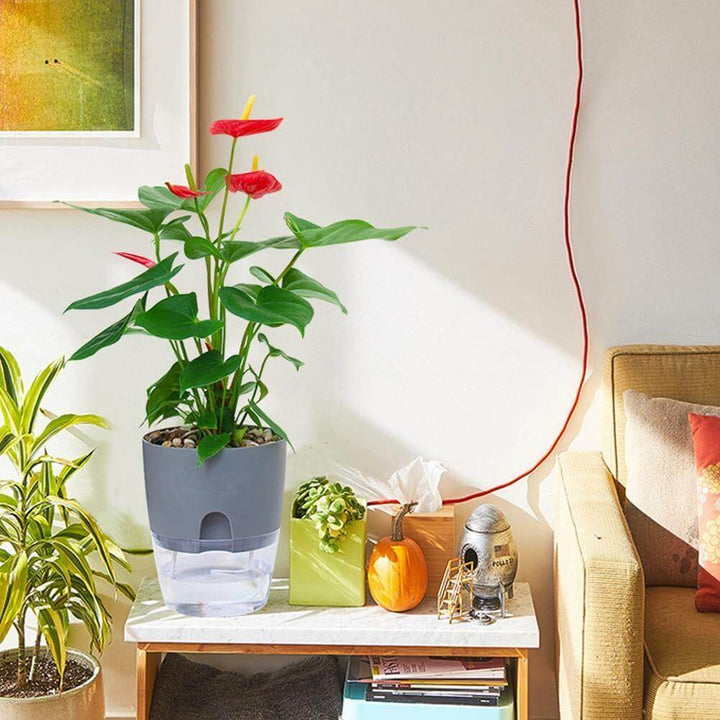 Lisslune | Self-watering Plant Pot with Water Container