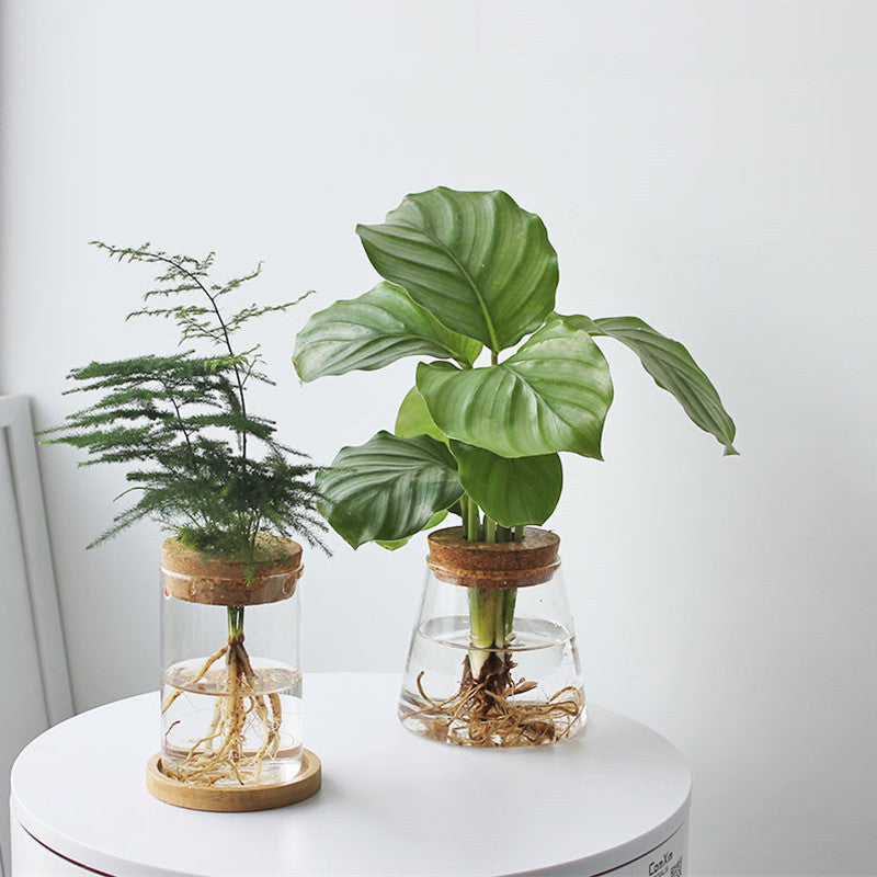 Lisslune | Nordic Transparent Glass Wooden Flower Vase