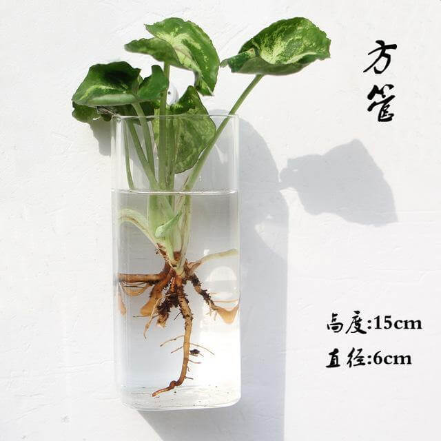 Lisslune | Handmade  New Hexagonal  Wall Clear Terrarium Vase