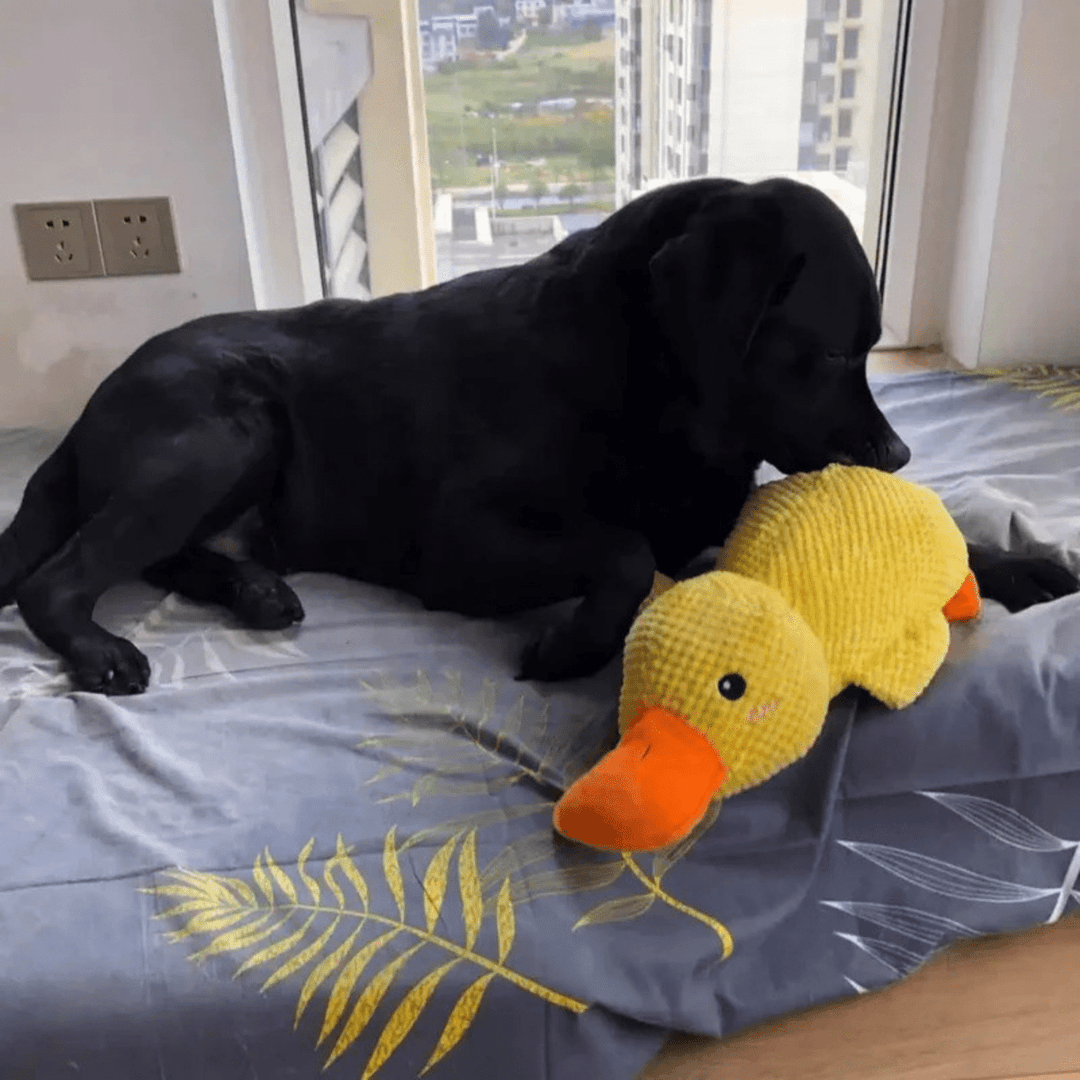 Lisslune | PawVerve Plush Duck Toy for Dogs | Soft squeaky comfort toy for playful and relaxed pets