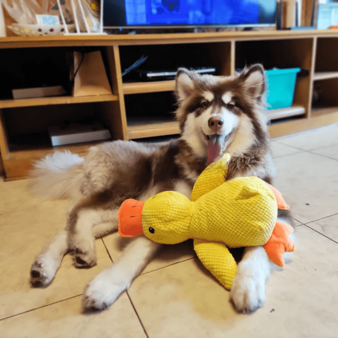 Lisslune | PawVerve Plush Duck Toy for Dogs | Soft squeaky comfort toy for playful and relaxed pets