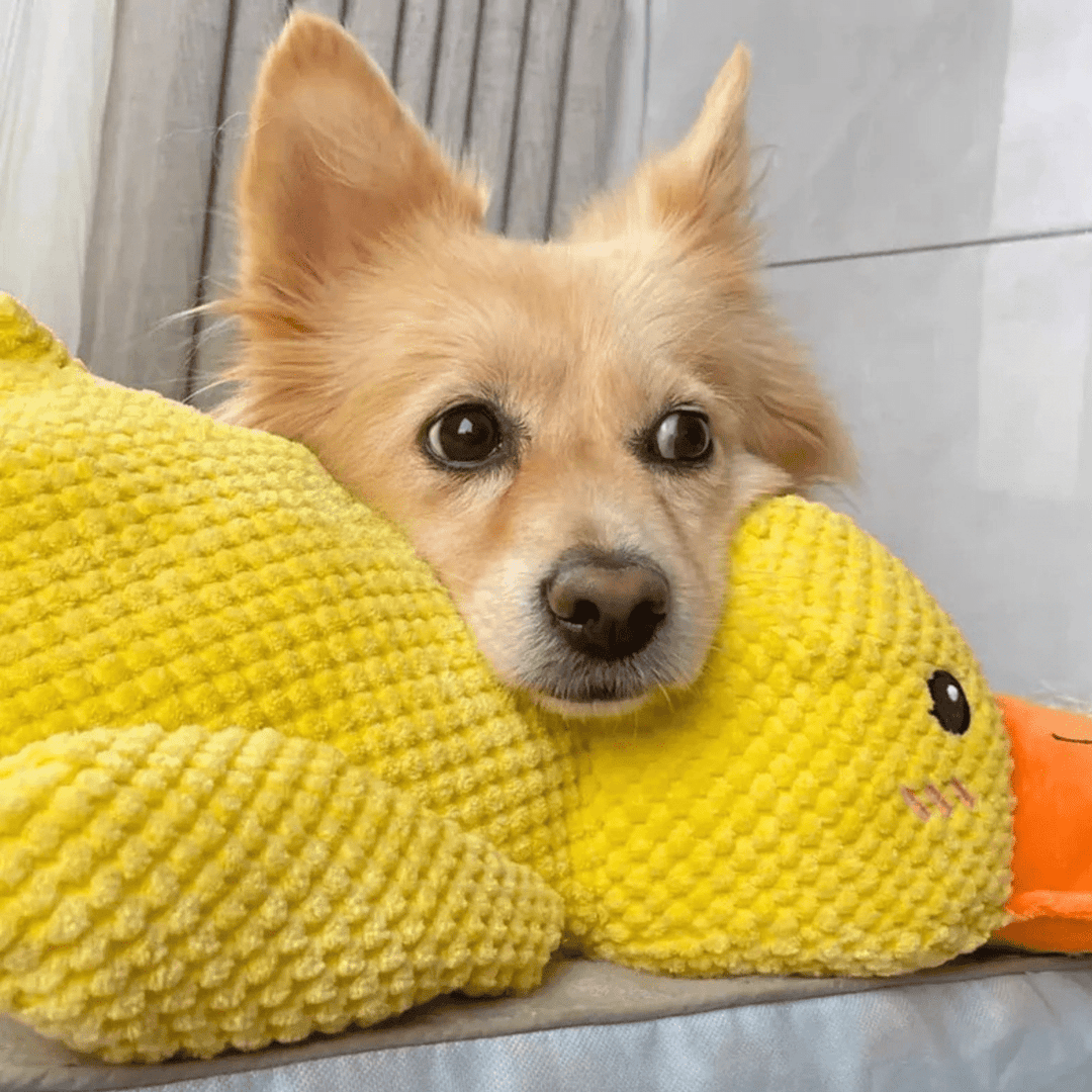 Lisslune | PawVerve Plush Duck Toy for Dogs | Soft squeaky comfort toy for playful and relaxed pets