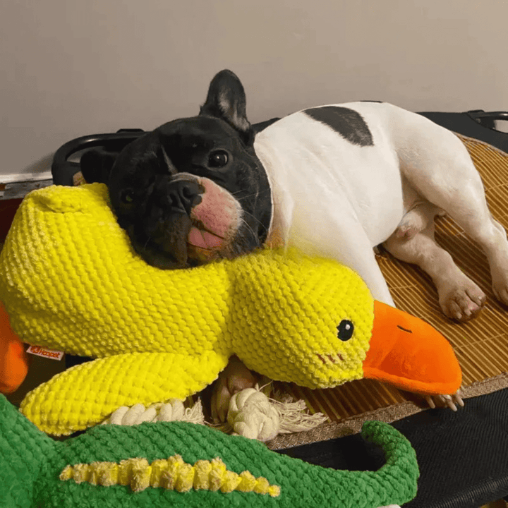 Lisslune | PawVerve Plush Duck Toy for Dogs | Soft squeaky comfort toy for playful and relaxed pets