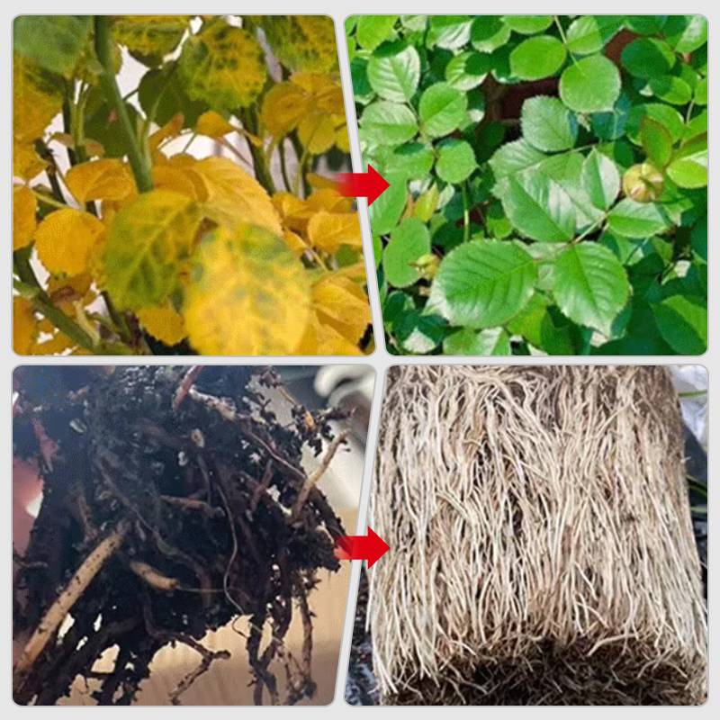 Lisslune | Fast-Acting Nutrient Solution for Plants
