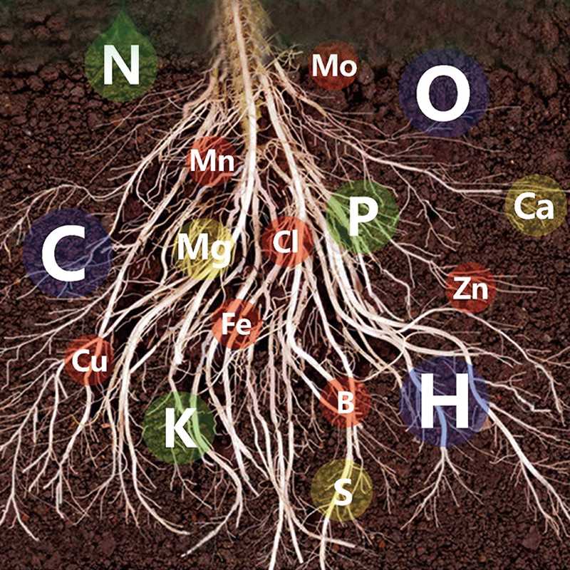 Lisslune | Fast-Acting Nutrient Solution for Plants