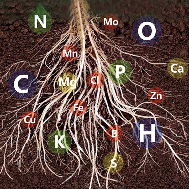 Lisslune | Fast-Acting Nutrient Solution for Plants