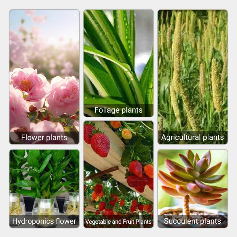 Lisslune | Fast-Acting Nutrient Solution for Plants