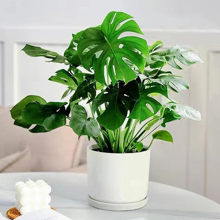 Lisslune | Fast-Acting Nutrient Solution for Plants
