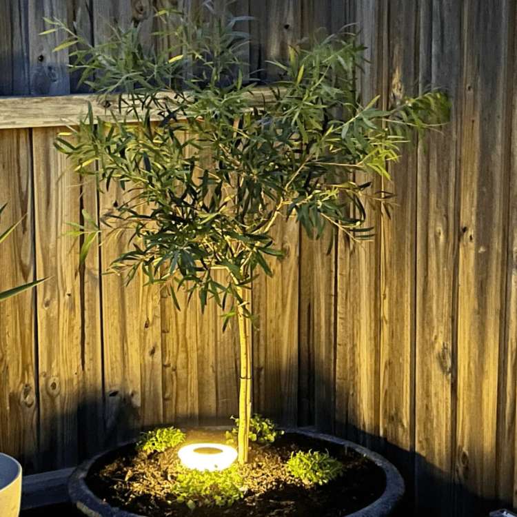 Lisslune | Solar-Powered Garden Lights | Rust-Proof, Weatherproof & Ideal for Year-Round Outdoor Use