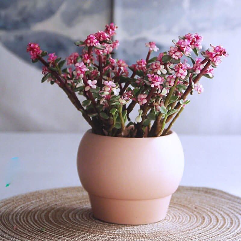Lisslune | SYLENA – Elegant ceramic vase for timeless design