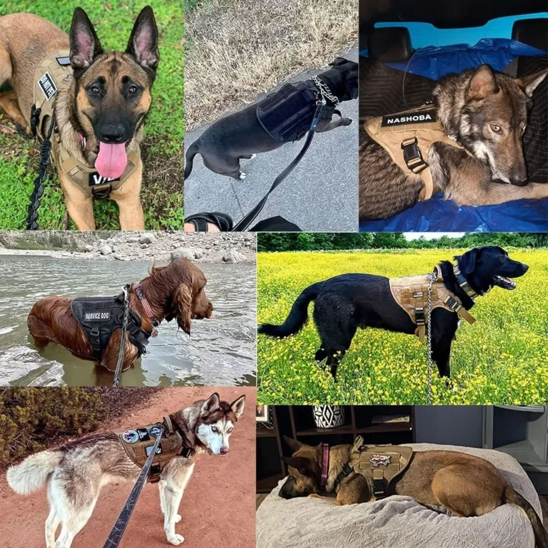 Lisslune | Adjustable Dog Harness for Safe and Comfortable Training