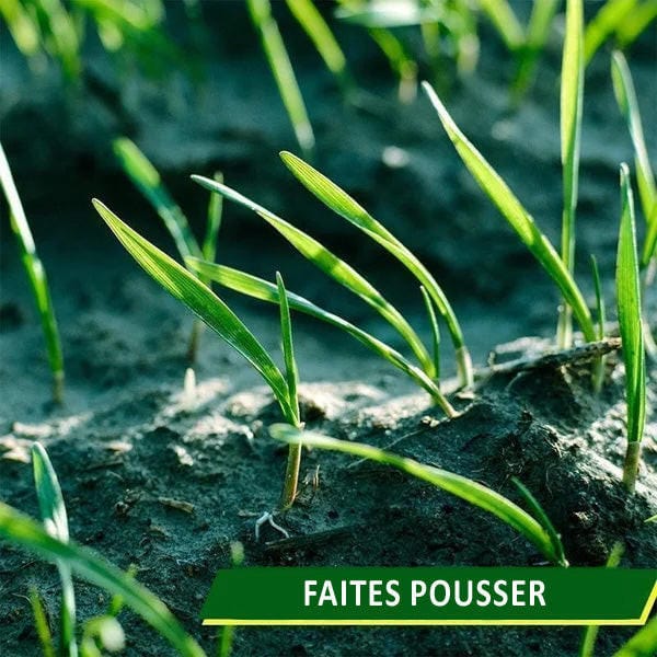 Lisslune | Biodegradable lawn seed mat