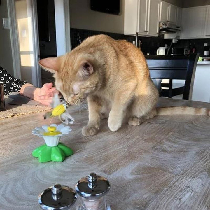 Lisslune | Interactive Cat Toy