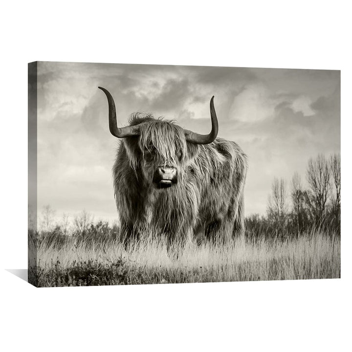 Lisslune | Wild Cow Canvas